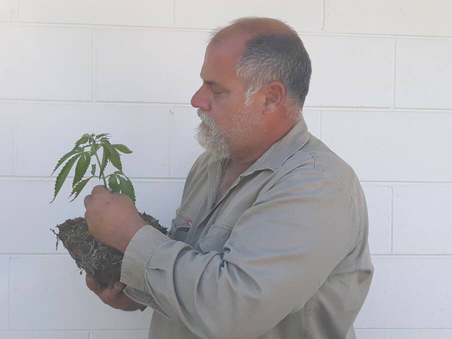Shane Garozzo observes a strain of a SativAus Group proprietary hemp variety called Clarence Valley Jade. 