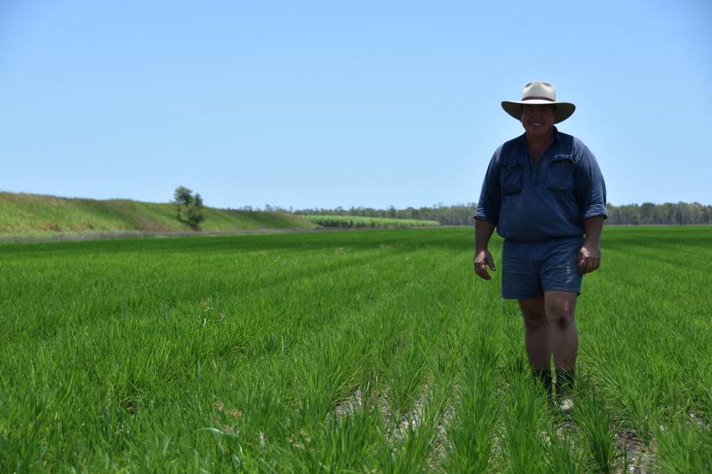 Burdekin rice grower Allan Milan is one of the biggest producers in North Queensland.