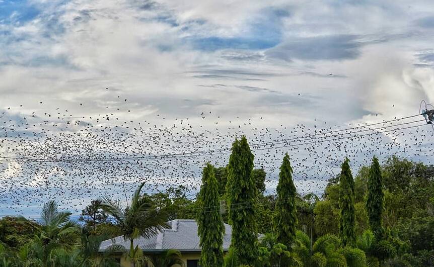 Flying foxes over Ingham. Photo: Mostyn Swain Photo Graphic Artisan Photography