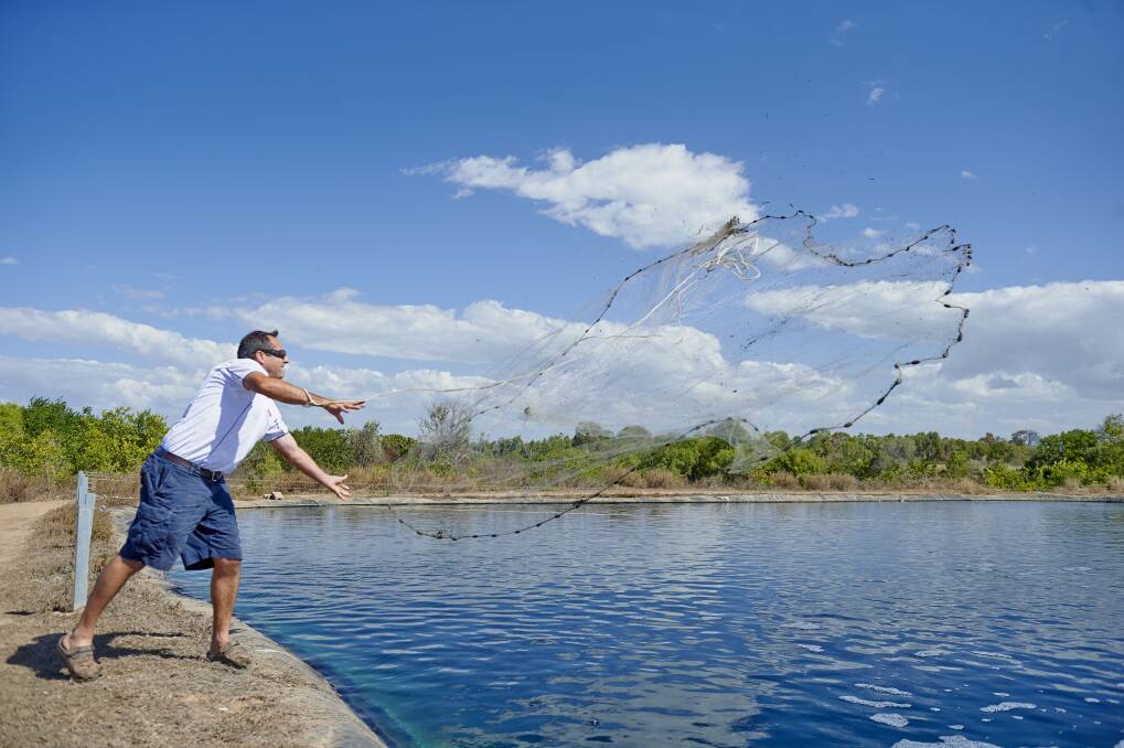 Pacific Reef Fisheries general manager John Moloney throws a cast net as his Ayr prawn farm.