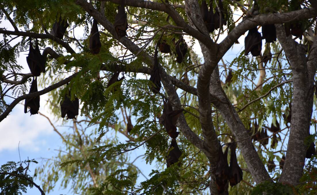 Flying foxes roosting in Lissner Park.