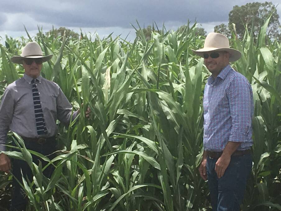 Kennedy MP Bob Katter and Cloncurry Mayor Greg Campbell check out the biofuels trial site.