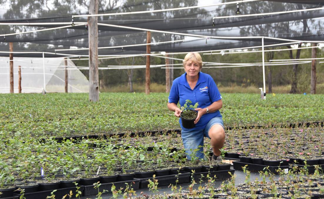Flourish Plants director Elaine Duncan is expanding her business and has recently begun growing blueberry plants for a commercial grower. Photo - Jessica Johnston.