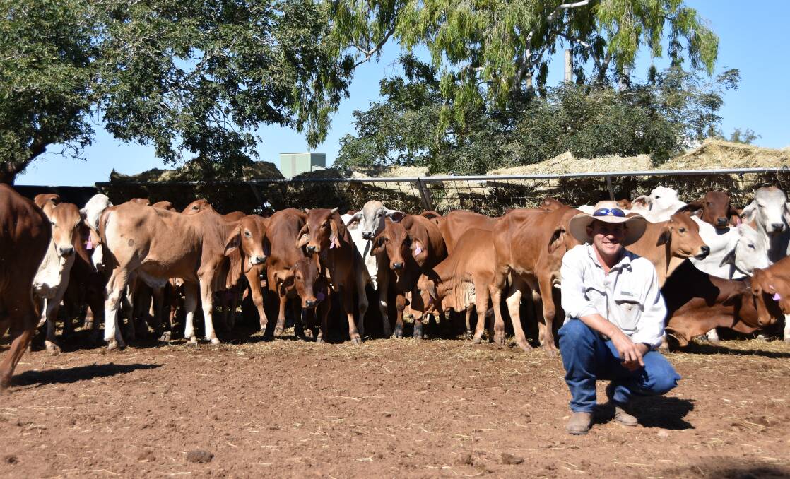 Karumba Live Export manager Dean Bradford with the Indonesian bound Brahmans.