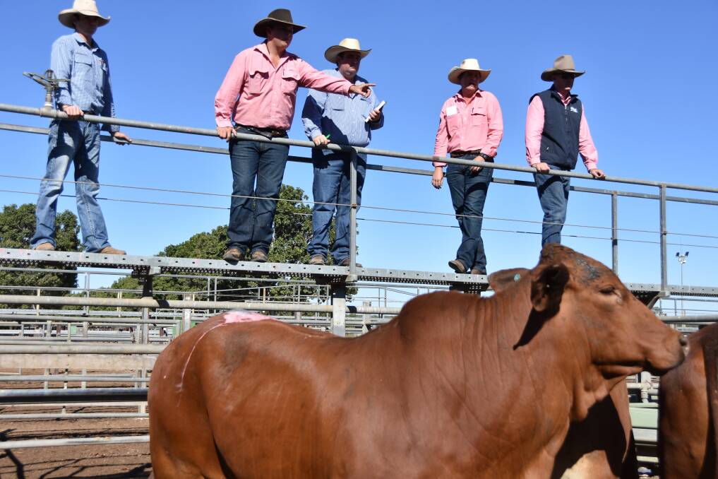 Northern Beef Producers Expo cattle sale at the Dalrymple Saleyards.