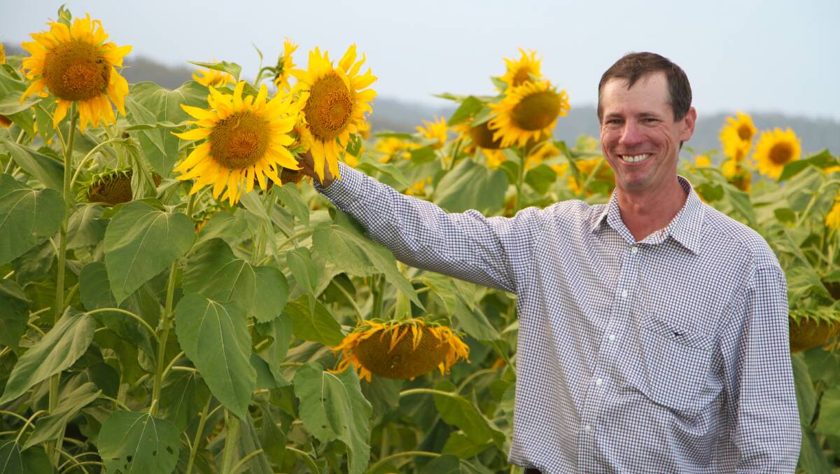 Marian cane farmer Simon Mattsson has planted sunflowers to improve soil health. Picture: Reef Catchments.