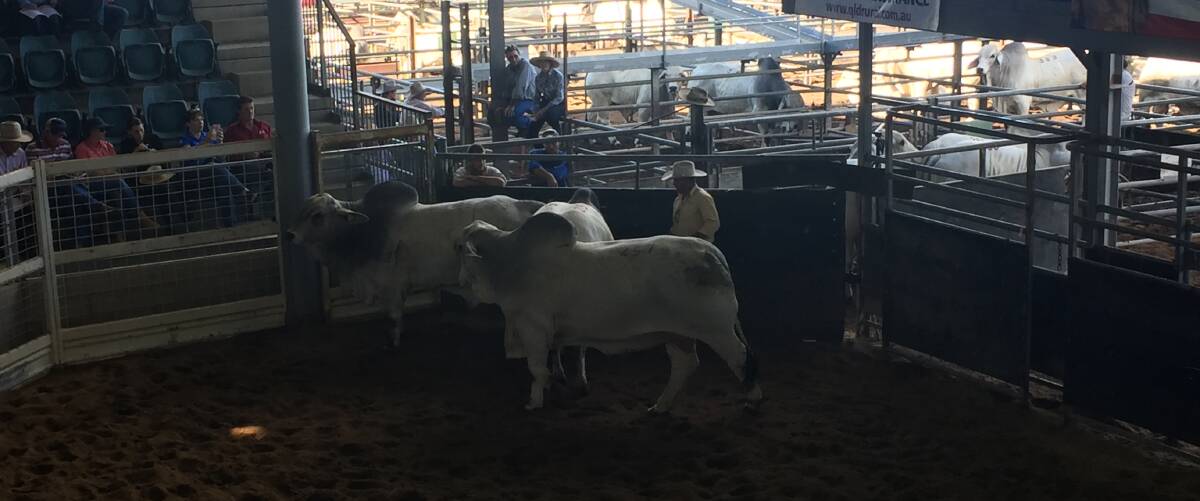 Grey bulls are going under the hammer on day two of the Big Country Brahman Sale.