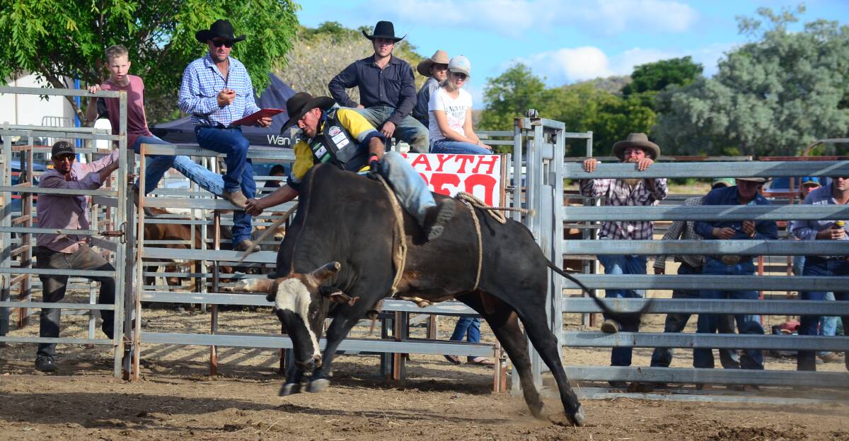 Etheridge Show and Turn-Out bull ride champion Joey Buckinghman puts in a winning ride on Muscle Man from the Warren Bethel string of rough stock. Photos - John Andersen/Andersen Media.
