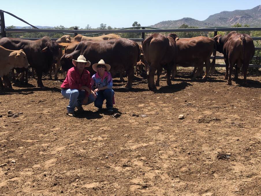 Greg and Tammy Sibson breed Droughtmasters on their Collinsville property.