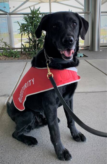 JD the biosecurity detector dog will be on the job at Cairns Airport.
