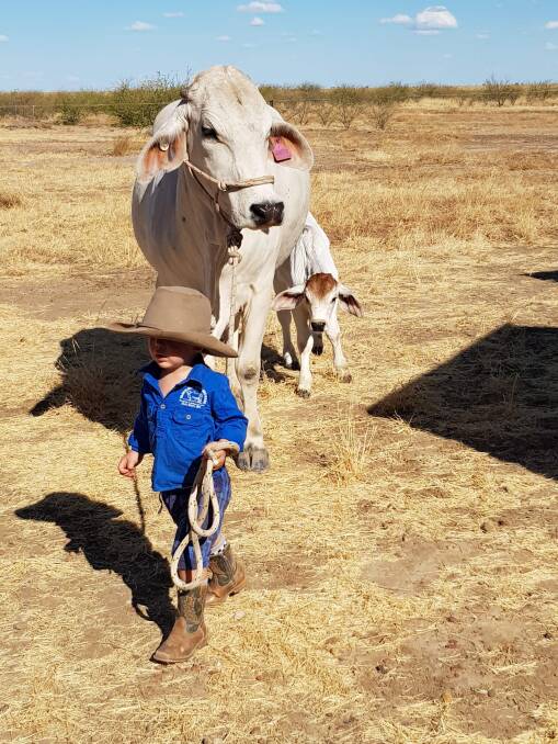 Clancy Webster, 2, with Beryl the Brahman and bull calf Bubba.