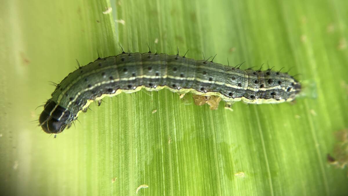 Fall armyworm spread rapidly across northern Australia in 2020.