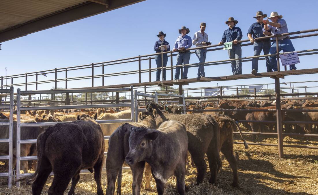 The newly formed Central Australian Livestock Agents Association yarded 2500 held at the Bohning Saleyards at Alice Springs last Thursday. 