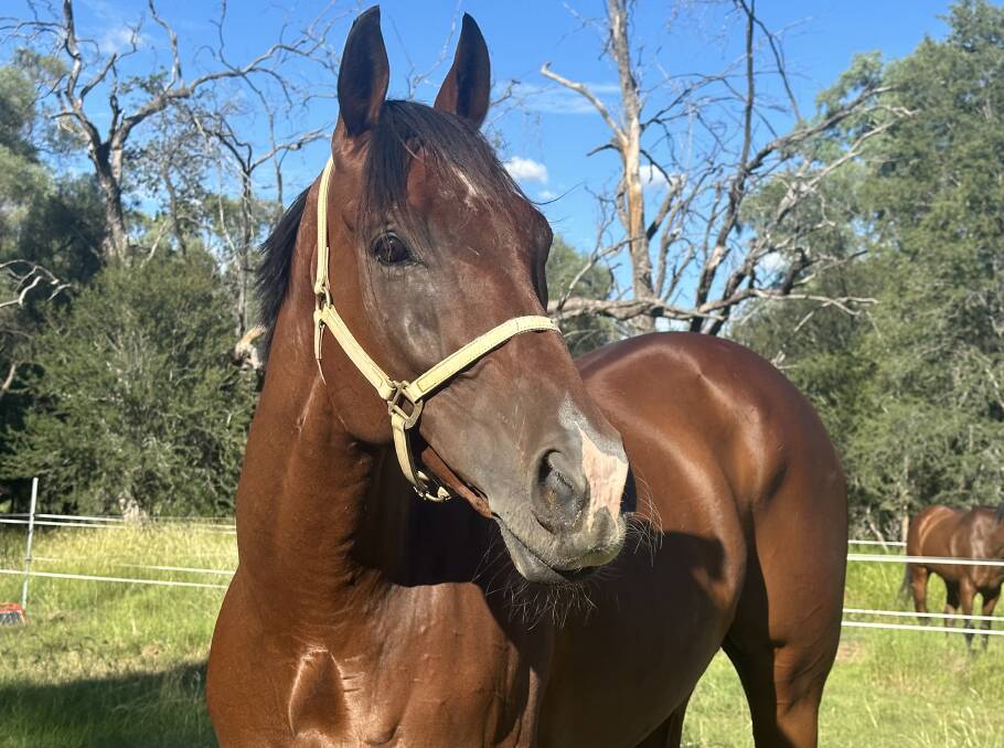Fab's Cowboy is part of the family at the Bevan and Mel Johnson racing stables now situated at Moranbah. Picture supplied.