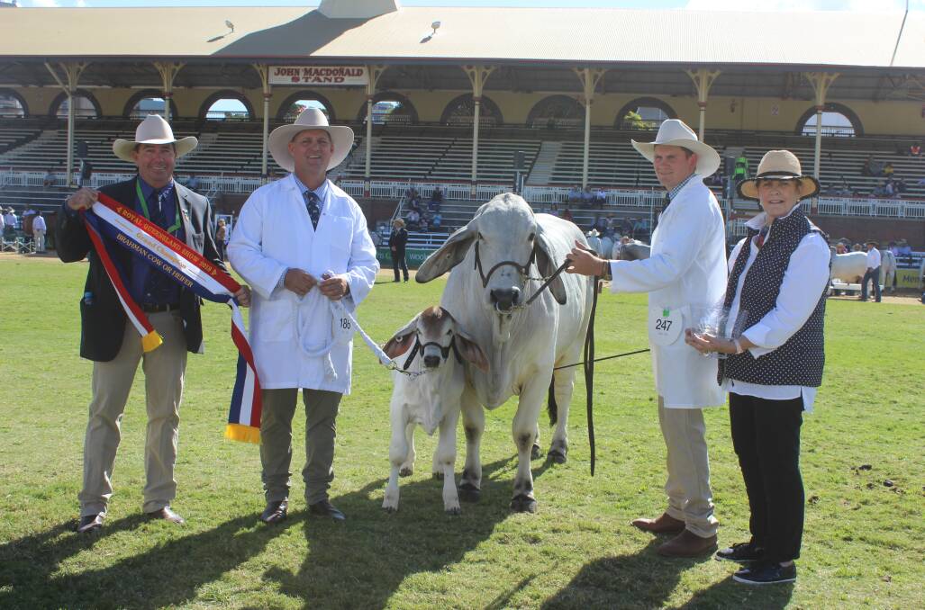 Senior and grand champion Brahman female Cambil Empress 5211 (D), exhibited by the Camm family, Cambil Brahmans, with judge Matthew McCamley, while Lawson Camm holds the calf-at-foot, and Peter Cheisa holds the cow, and Sue Innes.