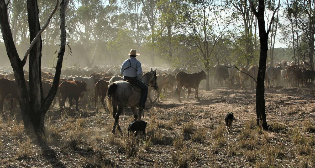 Boss drover Bill Little has been travellling through the Isaac, Central Highlands and Banana Shires with a mob of 2000 cattle. Picture: Sally Gall