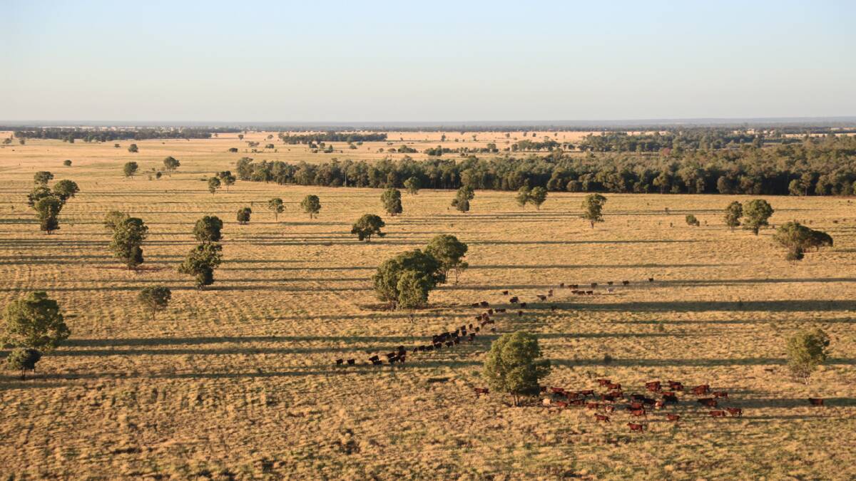 Moira Runda is estimated to run 3000 backgrounding cattle. 