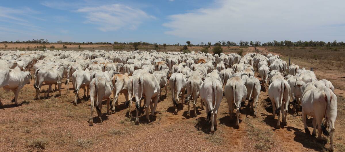 Demand remains red hot: The northern cattle market has been on fire and agents predict it will be a solid finish for 2020.