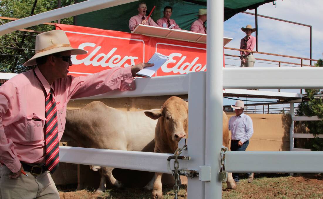 The Elders Longreach invitational bull sale will return after a seven -year hiatus. Picture Sally Gall.