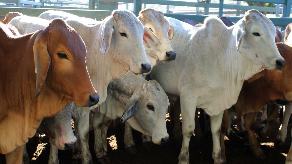 Northern beef producers will keep the Brahman base for their survival rates. File picture. 