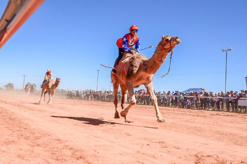 The Thirsty Camel Cup is the most coveted and prestigious win on the camel racing circuit, famously known as Australia's longest camel race, and is run over a mammoth 1500 metres. 