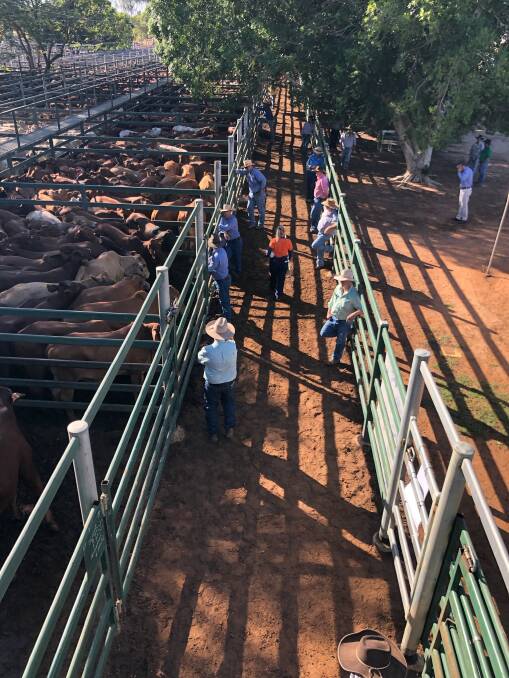 Like many businesses, saleyards around the country had to enforce protocols to limit the spread of coronavirus, with everyone involved adapting quickly in order to keep the industry going. 