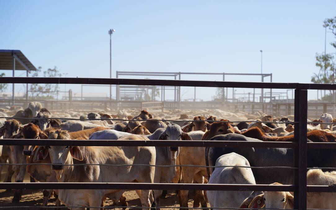 Plenty of cattle have been in transit at the Cloncurry Spelling Yards. Picture: Cloncurry Shire Council