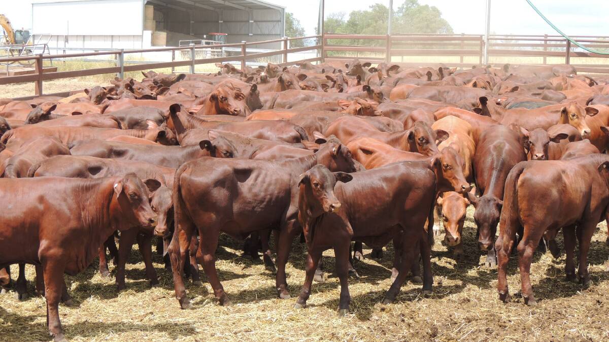 Scott and Louise Russell, Consuelo, Rolleston sold a line of 266 Santa Gertrudis heifers through AuctionsPlus to return $1830/head recently.