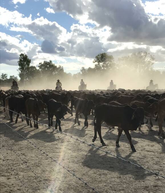Morr Morr Pastoral has 45,000 red Brahman-cross cattle, which includes a 20,000 self replacing breeder herd producing 12,000 to 15,000 calves annually on Delta Downs.
