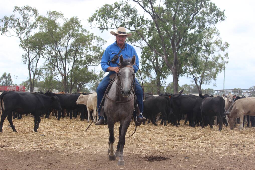 Boss drover Bill Little near the Dalby Saleyards in the Western Downs Regional Council local government area, which will receive a share of the $1 million upgrade. Picture Helen Walker