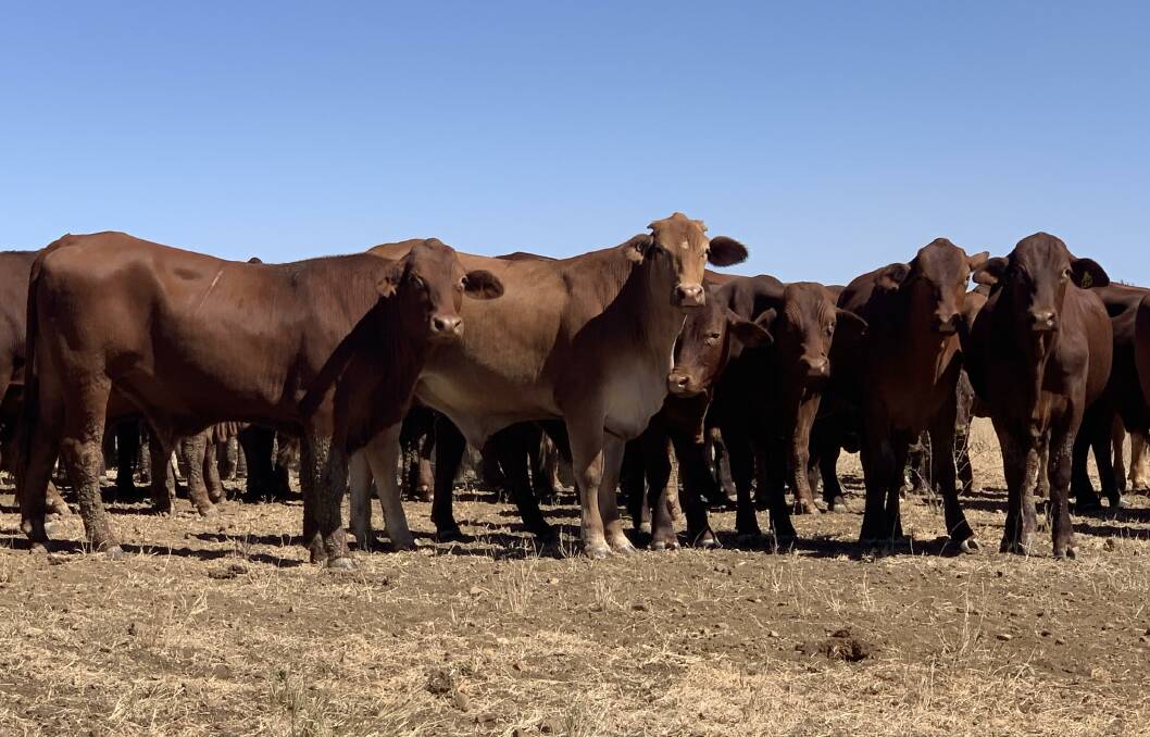 Jack and Kylie Stewart-Moore sold a line of purebred Droughtmasters with an average weight of 415 kilograms that sold for 346c/kg, returning $1436/head. Picture - supplied.