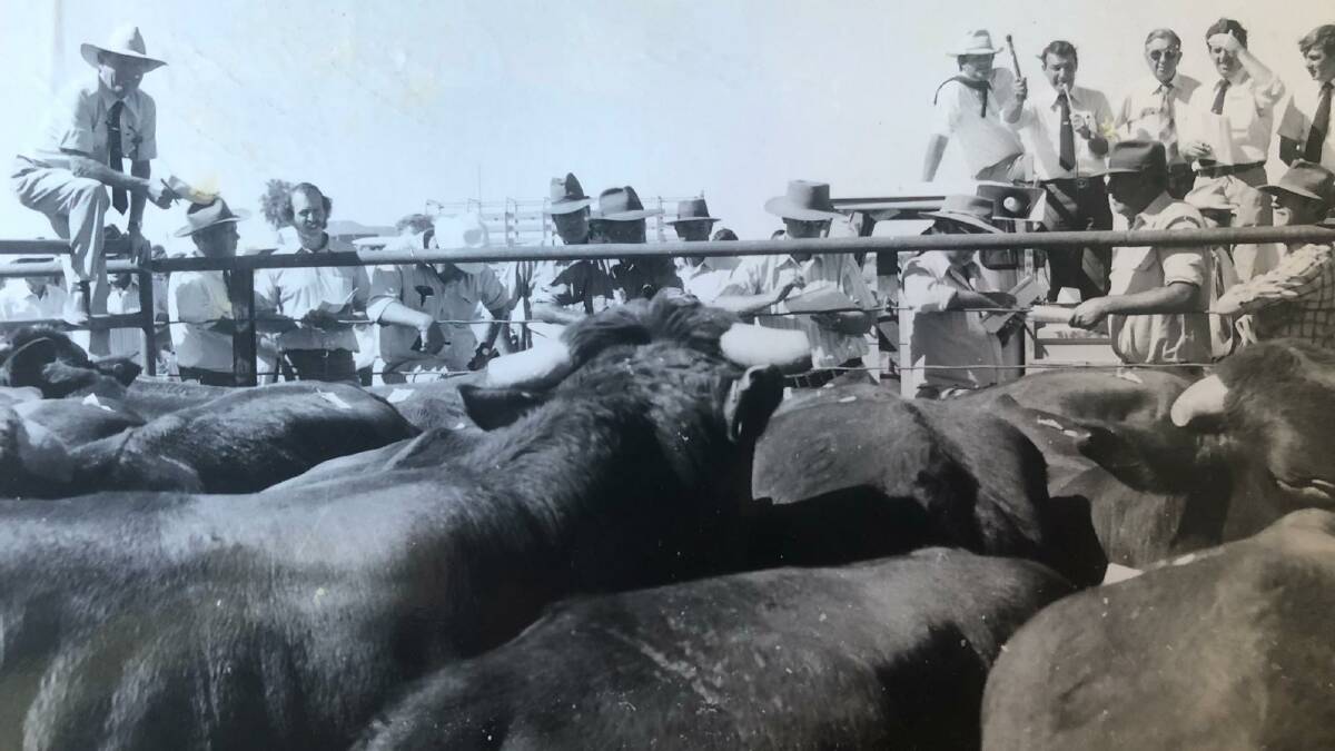 Glenn Dunn selling the bullocks at the Burnett Downs sale, Northern Territory.