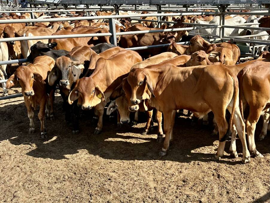 A line of 37 steers sold on behalf Eveleigh Cattle Company, Mt Surpriae, sold to 414.2c, weighed 227.8kg and returned $943.70. Picture supplied.
--