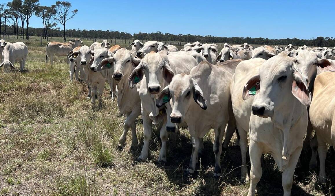 New record: A line of 104 Grey polled and poll scur heifers offered Kelvin and Margaret Maloney of Collinsville, sold at the Charters Towers Special Store Sale today and created a new record price of $5300 per head. Picture Facebook.