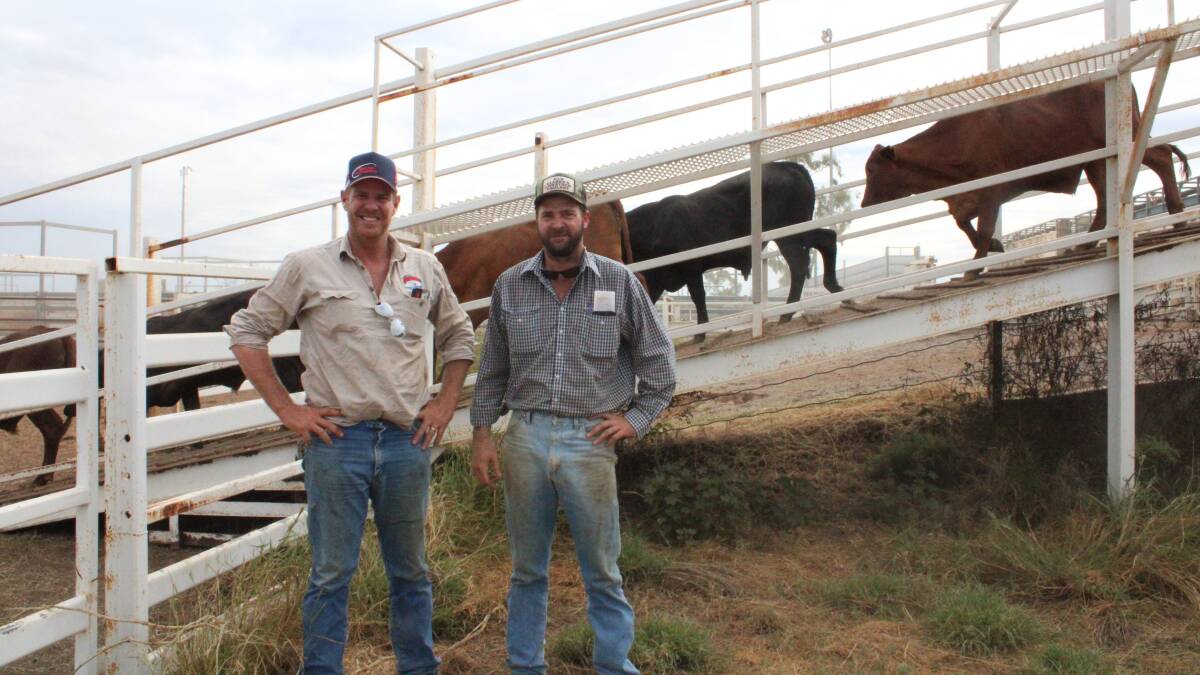Dustin Keys and Darren Swinbourne were busy unloading cattle at the Cloncurry Saleyards and Spelling Depot to be cleared so they could move through to the Barcaldine district. Picture: Helen Walker 