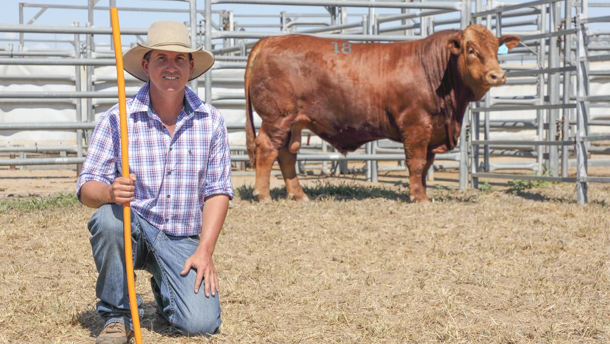 Wayne York, Karragarra Simmental stud, Emerald, with his top seller from last week's inaugural and record-breaking sale, the $22,000 Karragarra Pathway (P). At 23-months-old, the red entry sold to Matthew Kirk, Ticoba, Mundubbera.