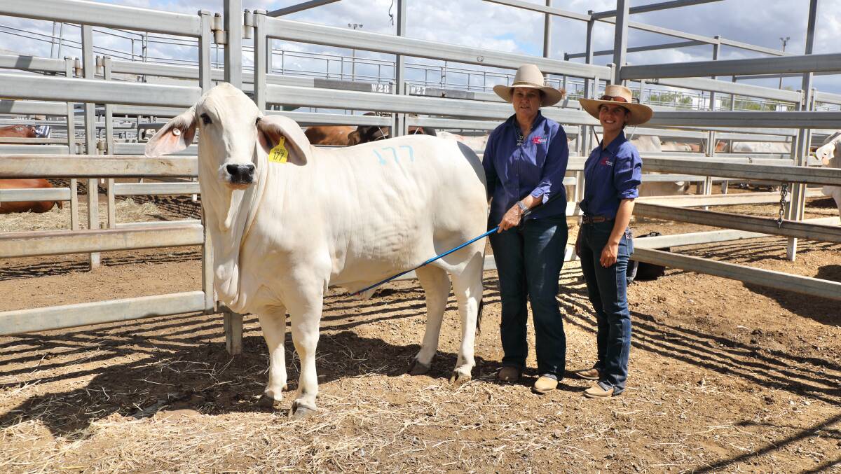Top selling heifer, the $19,000 Kenrol Lady Kyros 3036 (AI) (PS) (18-months) with Trish Draper and Maree Hofmeister, Kenrol stud, Gracemere.