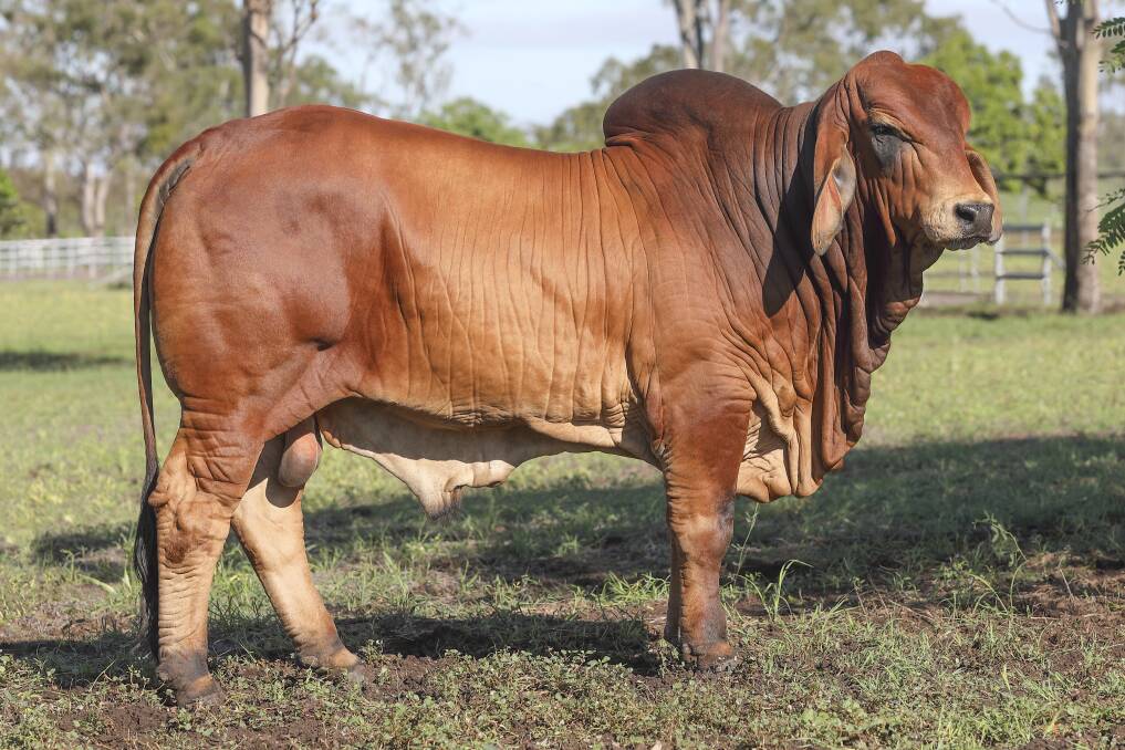 Moneymaker: Y3K Billionaire 9002 (PP), described by Steve Turner as a "once-in-a-lifetime sort of fella", will be the lead poll sire for Gipsy Plains Brahmans. Picture: Kent Ward