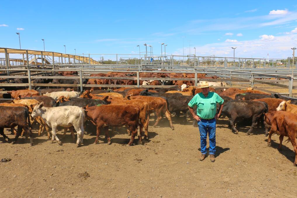 Nutrien Ag Solutions Roma agent Rod Turner with a pen of Merinovale Pastoral Co steers that sold to a record 578c/kg on Tuesday. 