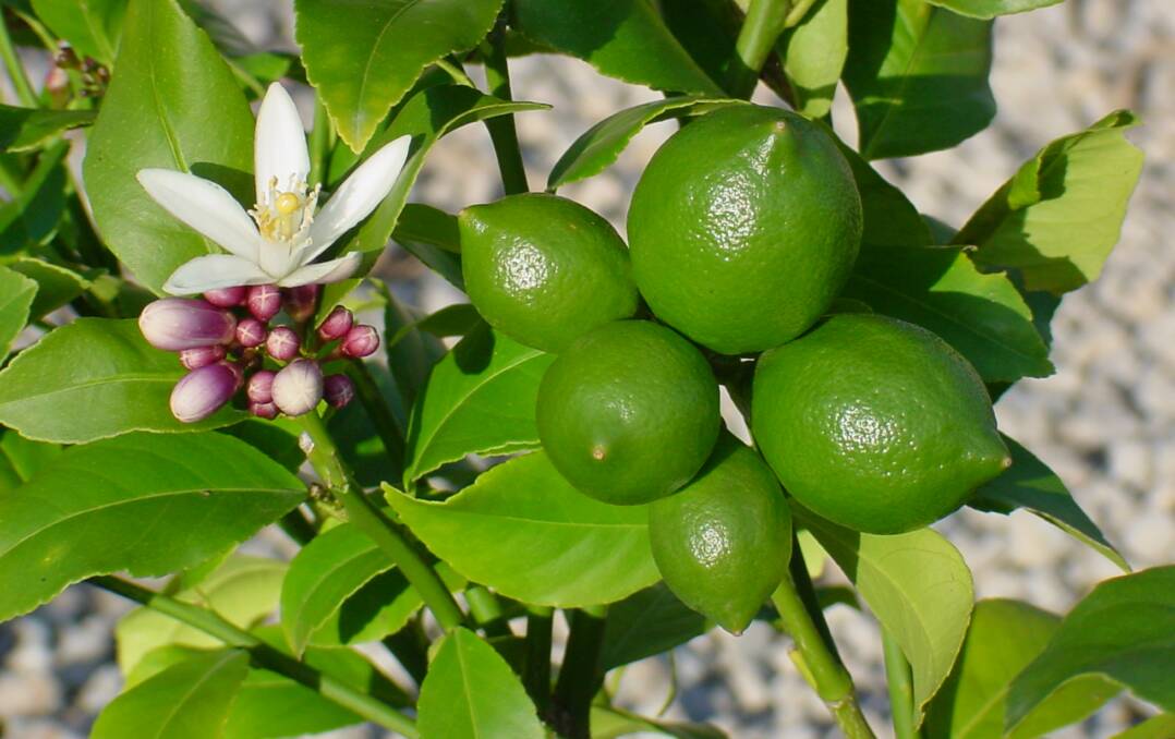 TOUGH SQUEEZE: Far North Queensland growers have slammed plans to import limes from Mexico.