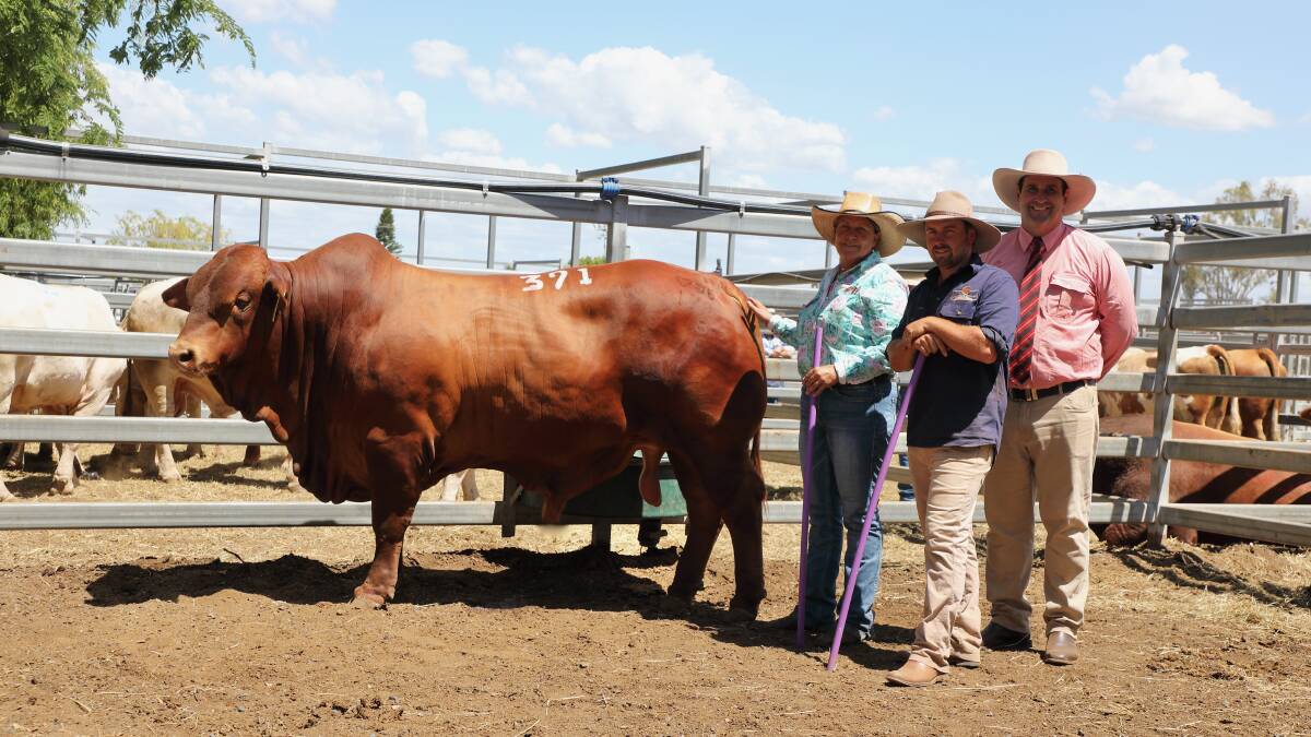 The $40,000 Droughtmaster bull and sale topper on the final day of the annual February All Breeds Sale was Sommer Baloo. With the 26-month-old were the buyer Beth Streeter, Palmvale Droughtmaster stud, Marlborough, vendor Daniel Sommer, Sommer stud, Maleny, and Anthony Ball, Elders Stud Stock.