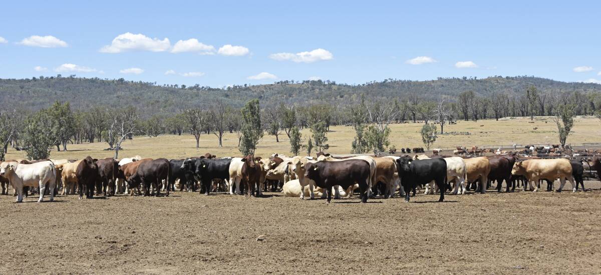 The 2021 Barcoo Beef Challenge has seen 396 entries, with only a couple weeks left on feed at B Feeders, Rodgers Creek. 