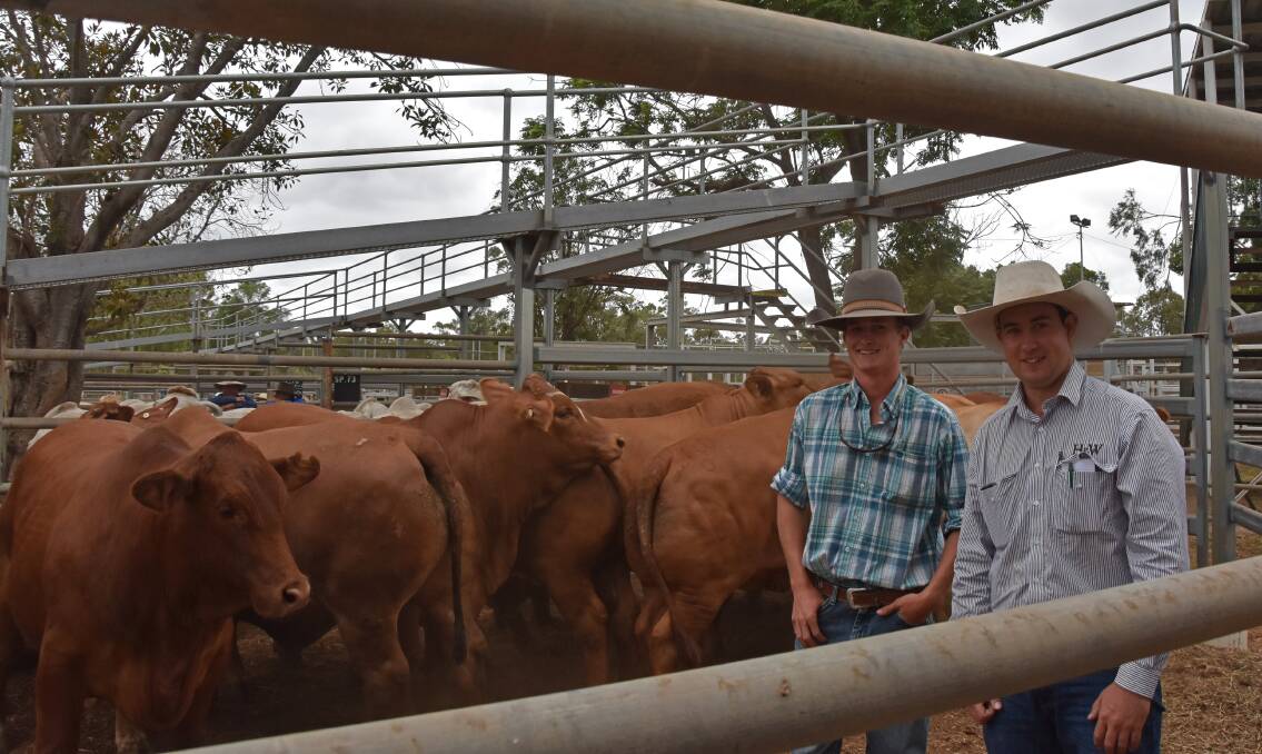 Hugh Fernie, Rverview Cattle Co, Clermont, and Jake Passfield, Hoch & Wilkinson, with the Fernie family's pen of Droughtmaster-cross bullocks which were named the grand champion exhibit and sold for 345c/kg. 