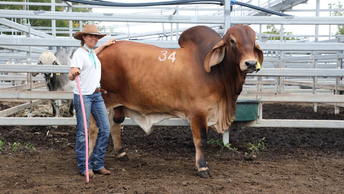 Top selling Brahman, the $16,000, JHN Prince Parker (P). Aged 26-months, Prince Parker is pictured with Skye Titmarsh, JHN Stud, Condamine. By Muan A Pilgrim (P), the bull sold to the Curley family, Gipsy Plains Stud, Cloncurry.