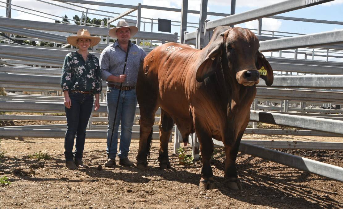 Buyers Michelle Fuery, Barlyne Pastoral, Gayndah, and Coby Gibbs, Muan Brahmans, Biggenden, with the $85,000 Somerton Lazarus (IVF)(PS) offered by David Dunn Somerton Brahmans, St Lawrence.
