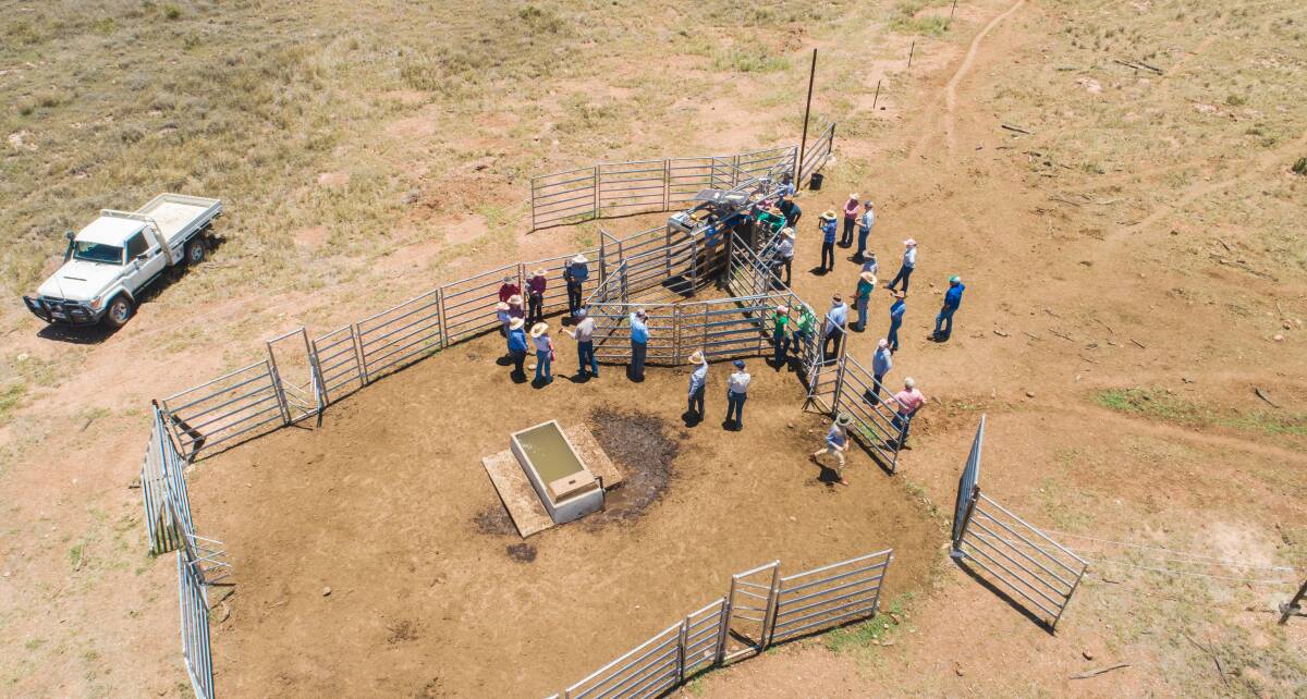 A field day at Gyranda, Theodore, showcased the remote livestock management system.