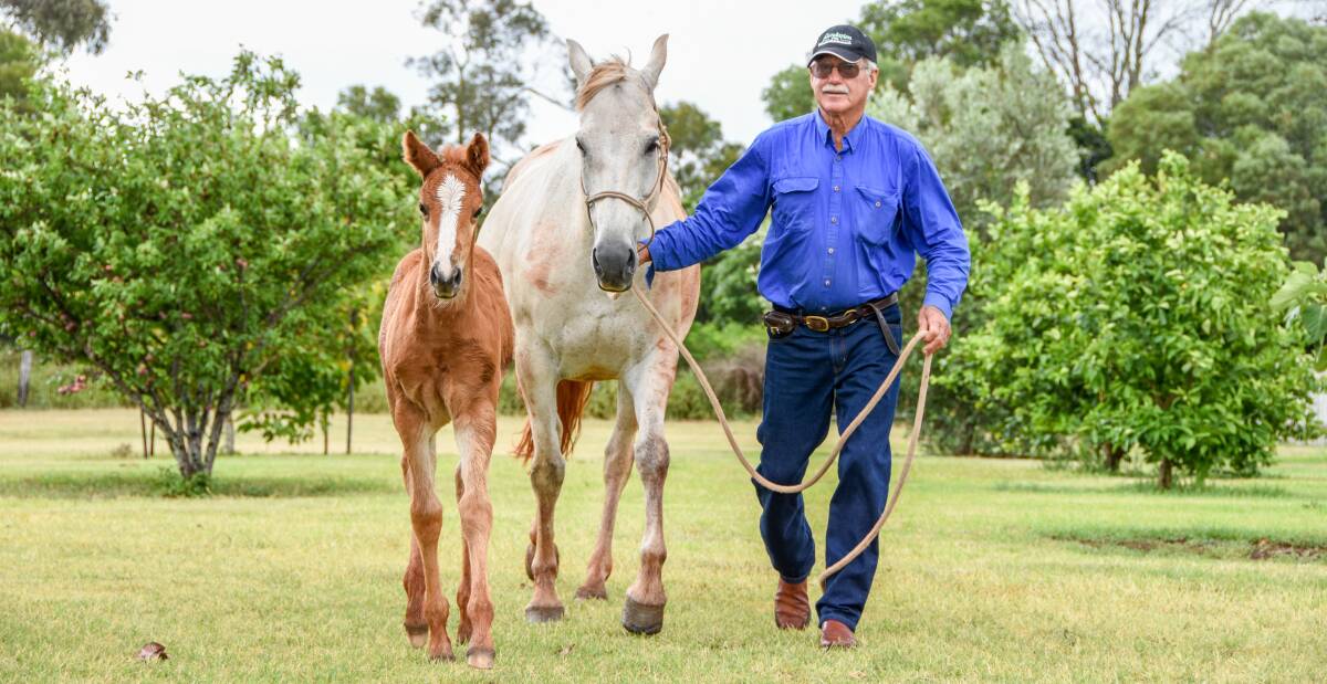 Vet Peter Allan with Stockhaven Ballerina and her month-old foal, Baby Doll on his property at Inverlaw. 