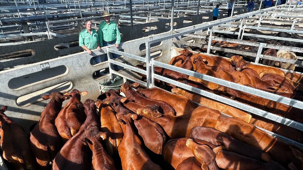 Ross Jorgensen and Julian Laver of Nutrien Ag Solutions Rockhampton with cattle from Allan Van Itallie. He sold Brangus steers for 770c/kg weighing 268kg to return $2065/hd. Picture: CQLX 