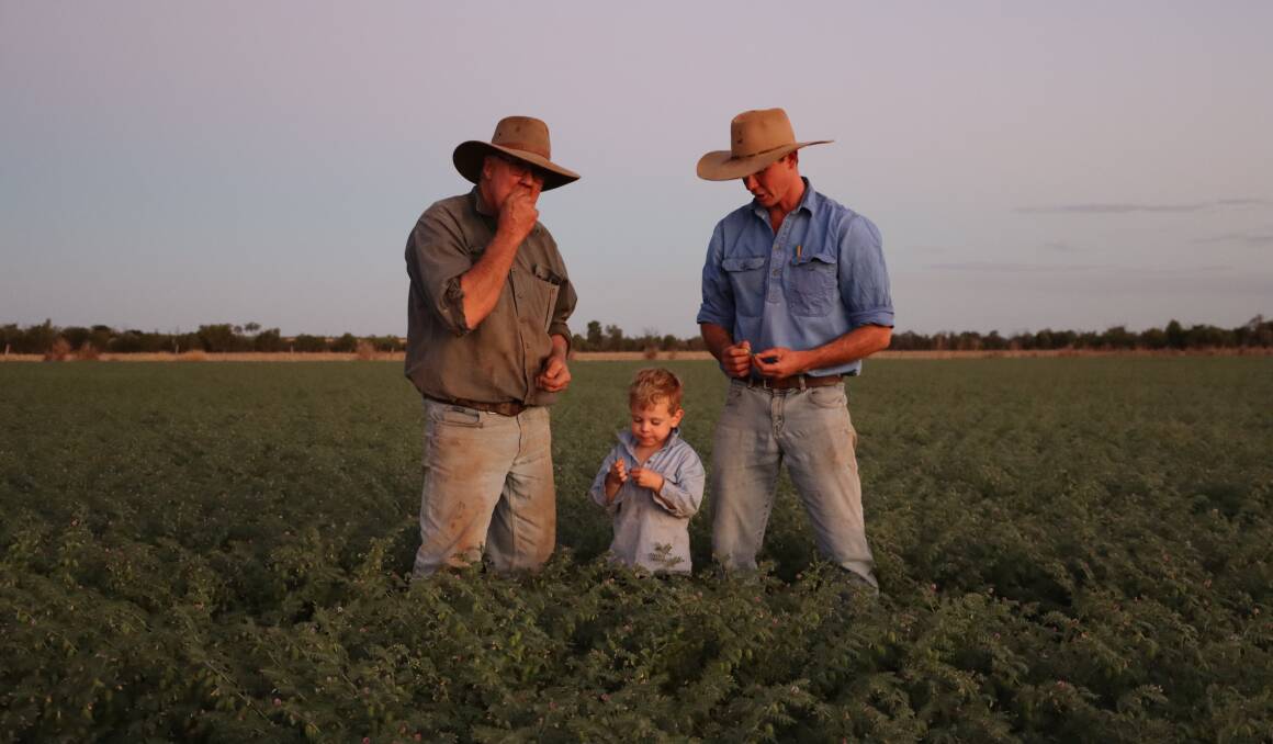 Bruce, Fletcher, and Drew Garside in their chickpea crop at Hazledeen, 36km north of Capella. Picture: Ava Garside