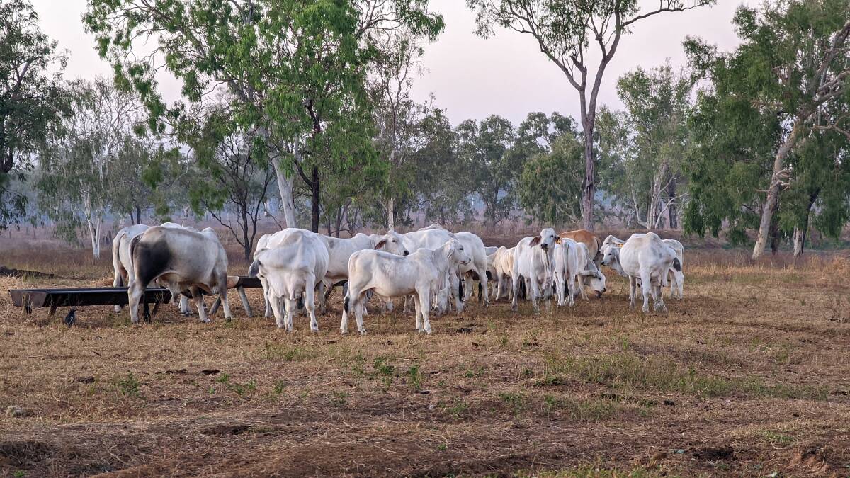 Cattle at Watson River. Picture: Paniri Agricultural Co